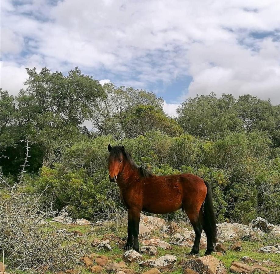 Casa Susanna Rural Sardinia Sini 외부 사진